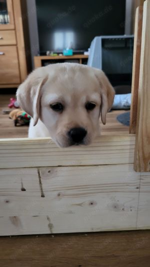 Labrador Welpen Reinrassige 1 Rüde und 1Mädchen noch zu haben 