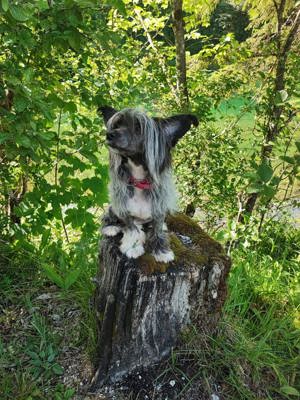 Chineseischer Schopfhund 3 Jahre Alt, Chinese Crested Powderpuff weibchen mit Exzellenten Papieren