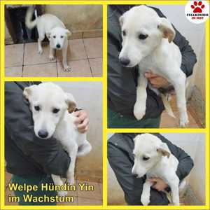 Yin Welpe Mischlingshund Mischling Hündin Junghund sucht Zuhause oder Pflegestelle