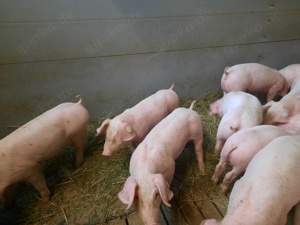 Ferkel Dl  Pi Schwein Sau Mastschweine Spanferkel 