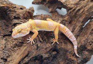 Wunderschöne super zahme Leopardgecko Weibchen 2023 0.1 super zahm