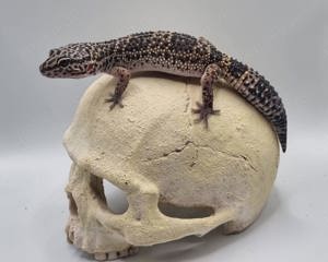 Wunderschöne super zahme Leopardgecko Weibchen 2023 0.1 super zahm