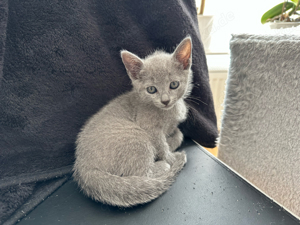 Russisch blau Kitten - Mädchen ab Oktober abzugeben 