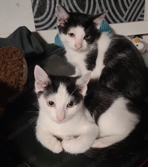 katzen kinder suchen Dosenöffner ab sofort ! 