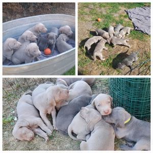 Weimaraner RR Welpen