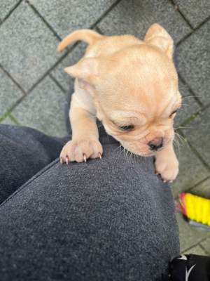 kleine frops welpin sucht ein schönes zhs