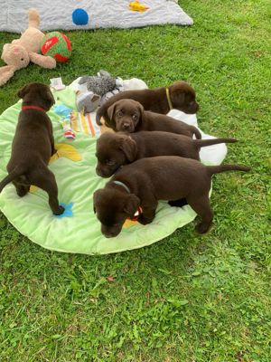 Reinrassige Labradorwelpen suchen ein neues zu Hause!!