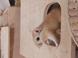 Mongolische Rennmäuse - Babys und Jungtiere in leuchtendem Orange