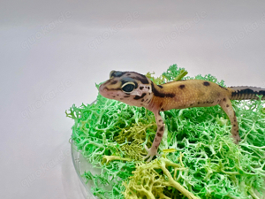 Leopardgecko Nachzuchten *Pet only*