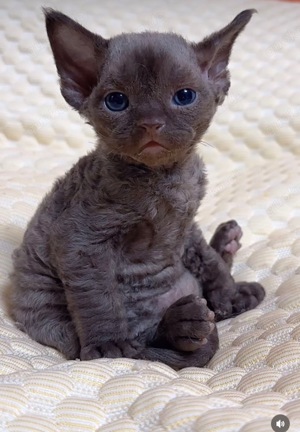 Suche ca. zweijährigen Devon Rex Kater