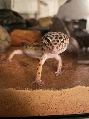 Leopardengecko