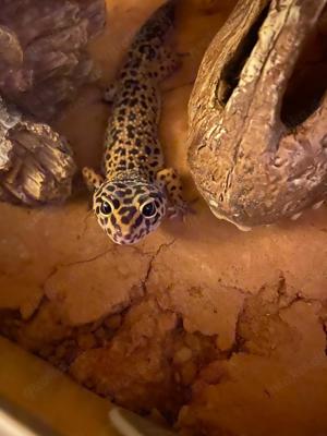 Leopardengeckoweibchen