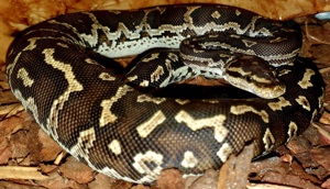 Python anchitae   Angolapython 1.0