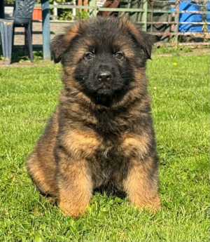 Deutsche Schäferhundwelpen LSTH, STH