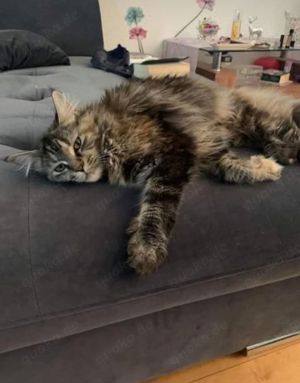 Maine-Coon-Katze (weiblich)