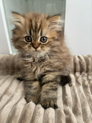 süße bkh persian Mix kitten suchen ein neues zuhause 