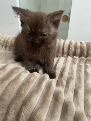 6 süße bkh persian Mix kitten suchen ein neues zuhause