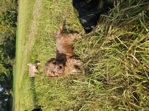 5 Maltipoo, Pudel mix welpen 