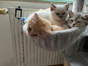 3 Hauskatzen suchen ein neues Zuhause