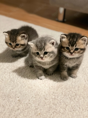 BKH kitten british kurzhaar british shorthair katze kater