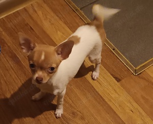 Chihuahua welpen 