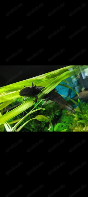 Komplettes Aquarium + 3 Adulte Axolotl 19-23cm