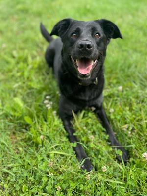 JACKIE, Labrador Schäferhund Mischling (kastriert) SGB 150,00   