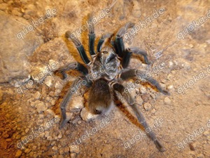 Vogelspinne Phormictopus spec Salinas 1. 2. FH