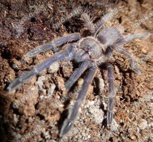 Vogelspinne Chilobrachys spec blue Vietnam 3cm KL