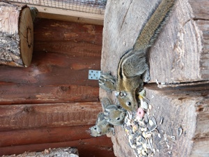 3er Gruppe Baumstreifenhörnchen 