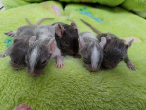 Super süßer Degu Nachwuchs:schwarz, viel schoko,sand,m  w,suchen demnächst ihren Lieblingsmenschen