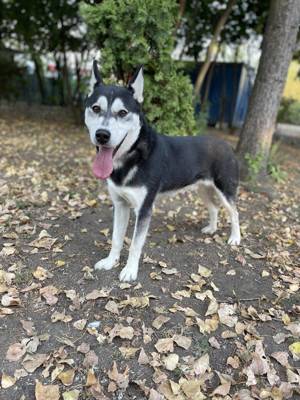 Hübscher Husky Mischling Fliper