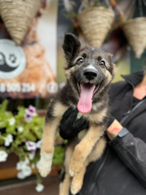 Hübscher Schäferhund Mischling Welpe Ax