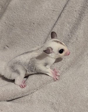 sugar glider true Platinum mosaic het cremio jungtier 