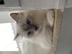 Ragdoll Deckkater