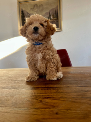 Maltipoo Welpen Abgabebereit, 4 Rüden noch