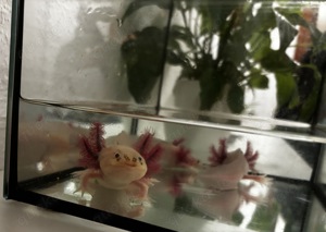 Axolotl tiere 3 weiße 