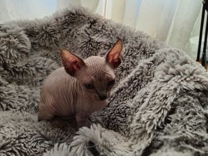 Canadian Sphynx Kitten abzugeben 