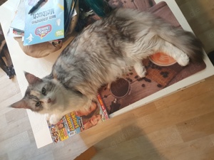 Maine-Coon Katze