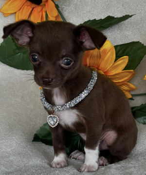 Chihuahua-Welpen zur Adoption