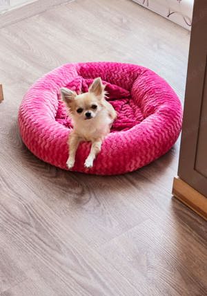 Mini Chihuahua Zu Verkaufen mit Ahnentafel