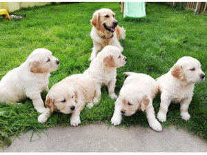 Golden Retriever Welpen