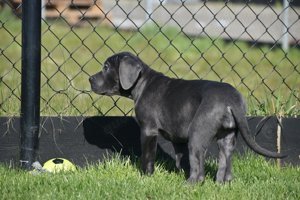 Cane Corso-Welpen blau gefärbt