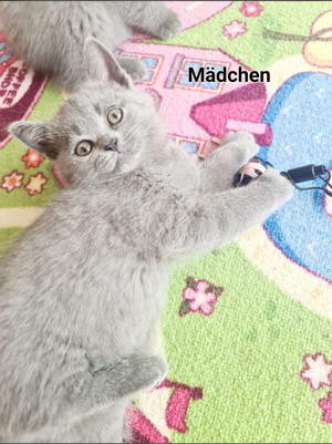 BKH-Kitten suchen ein neues Zuhause