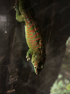 1.1 Phelsuma Grandi