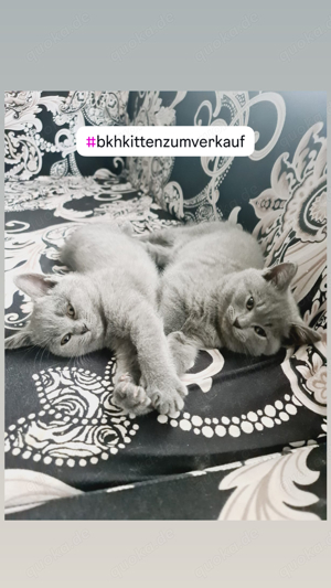 BKH-Kitten suchen ein neues Zuhause