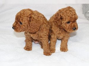 Cockapoo-Welpen, Wurf aus Rüden und Hündinnen.