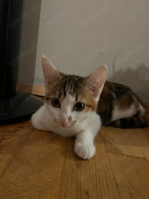 Katzenkinder suchen ein Zuhause 