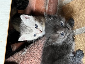 2 Katzenkinder zusammen abzugeben 