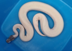 0.1 Blue Eyed Leucistic (Super Mojave Mystic) 2022